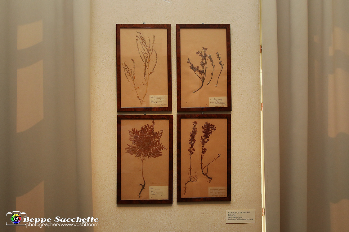 VBS_1244 - Castello di Miradolo - Mostra Oltre il giardino l'Abbecedario di paolo Pejrone.jpg